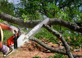 Best Tree Maintenance Programs  in Richland, PA